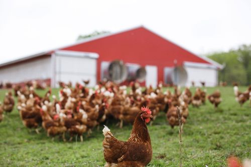 فيتال فارمز قرب 8 دولارات… هل يكفي التعافي ليصبح السهم فرصة؟ 🥚